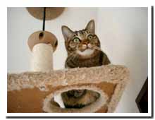 cats