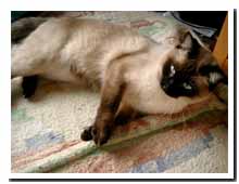 cats