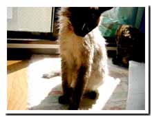 cats