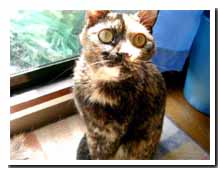 cats