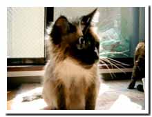 cats