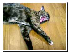 cats