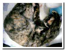 cats