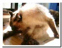 cats