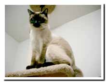 cats