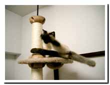 cats