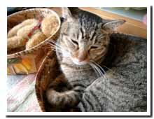 cats