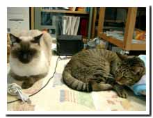 cats