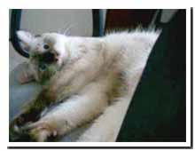 cats