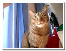 cats