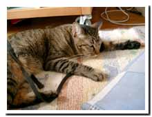 cats