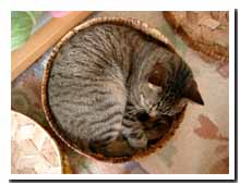 cats