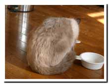 cats