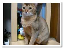 cats