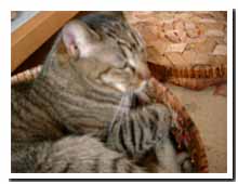 cats