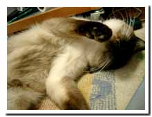 cats