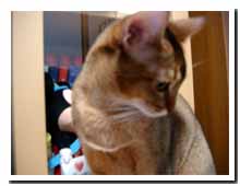 cats