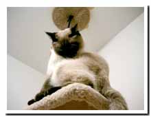 cats