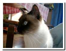 cats