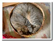 cats