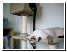 cats