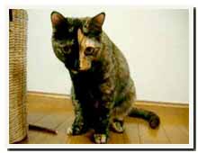 cats