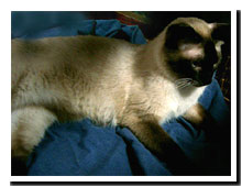 cats