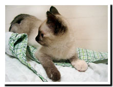 cats