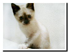 cats