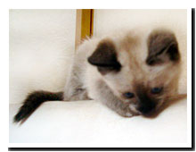 cats