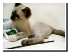 cats