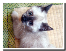 cats