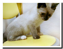 cats