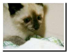 cats