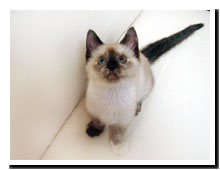 cats