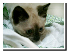cats
