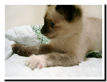 cats