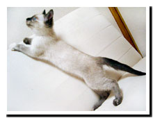 cats
