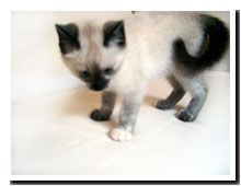 cats