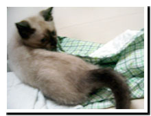 cats
