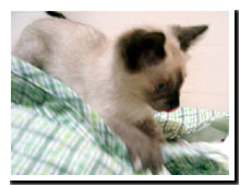 cats