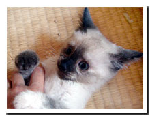 cats