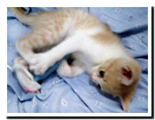 cats