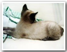 cats