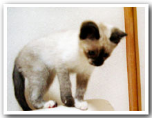 cats