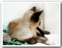 cats