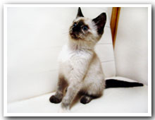 cats