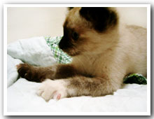 cats
