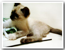cats