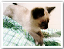 cats